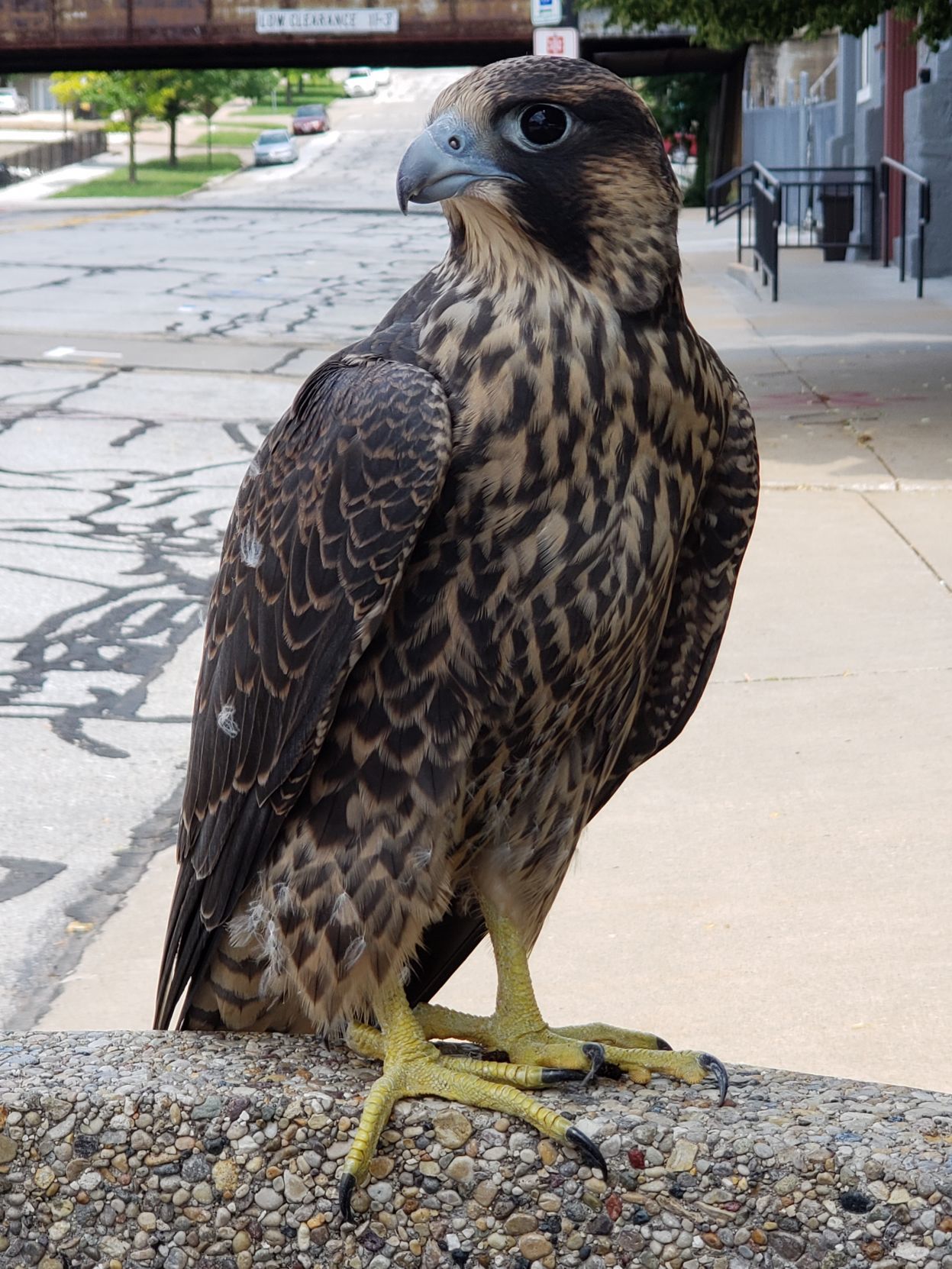 falcon downtown